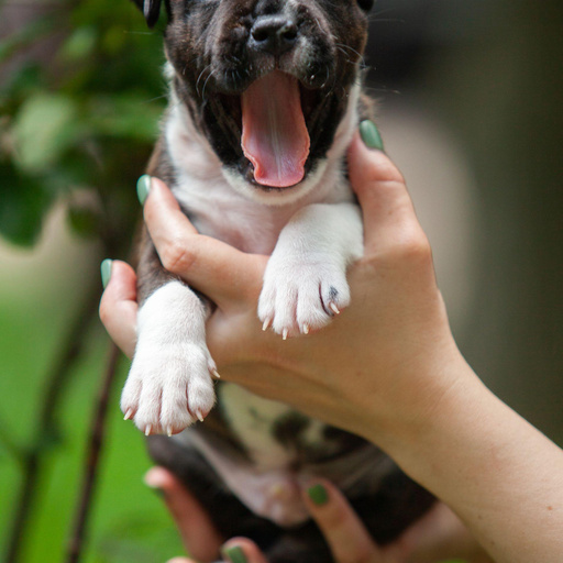 Изображение питомца