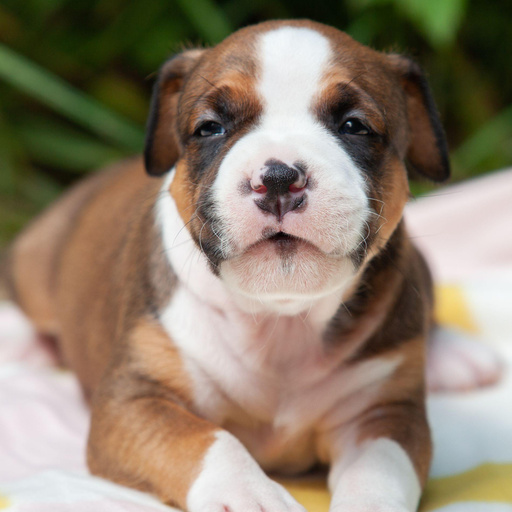 Изображение питомца