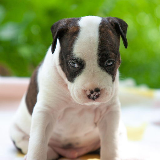 Изображение питомца