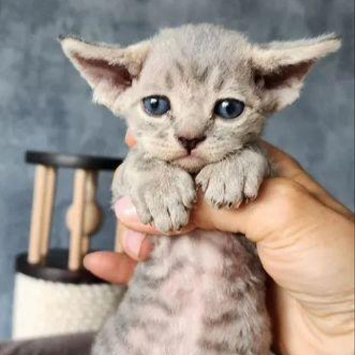 Изображение питомца