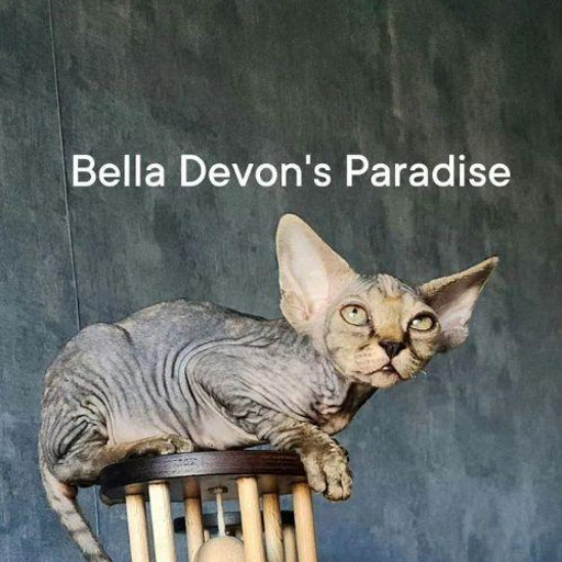 Изображение питомца