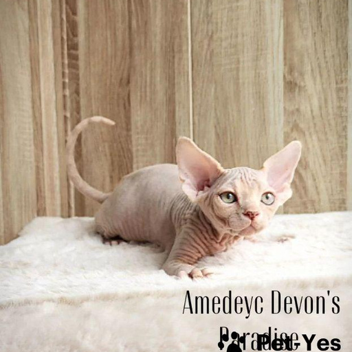 Изображение питомца