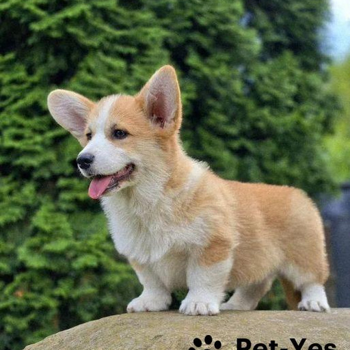 Изображение питомца