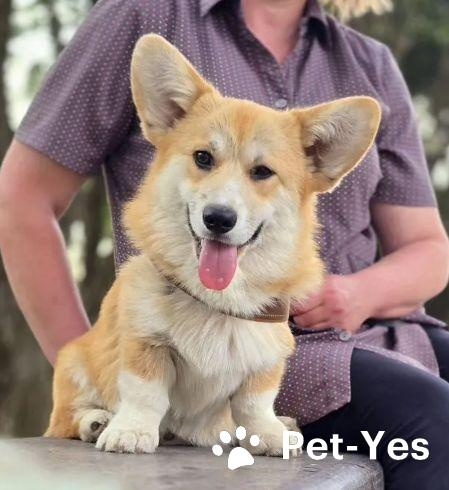 Изображение питомца