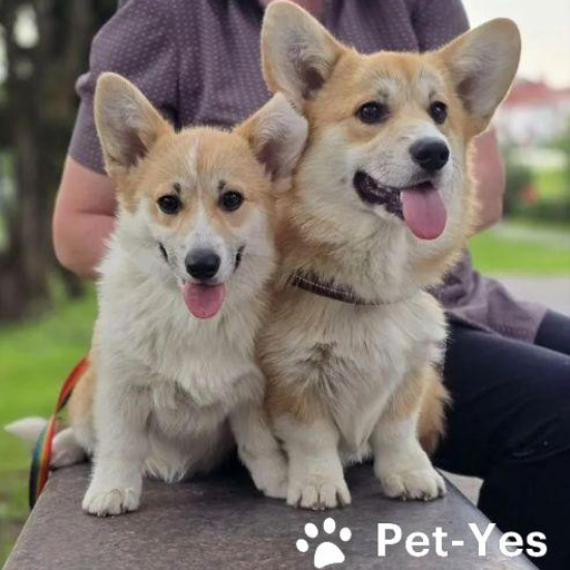 Изображение питомца