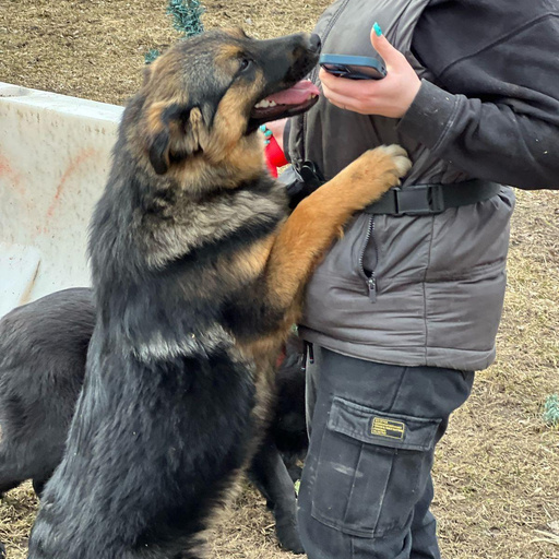 Изображение питомца