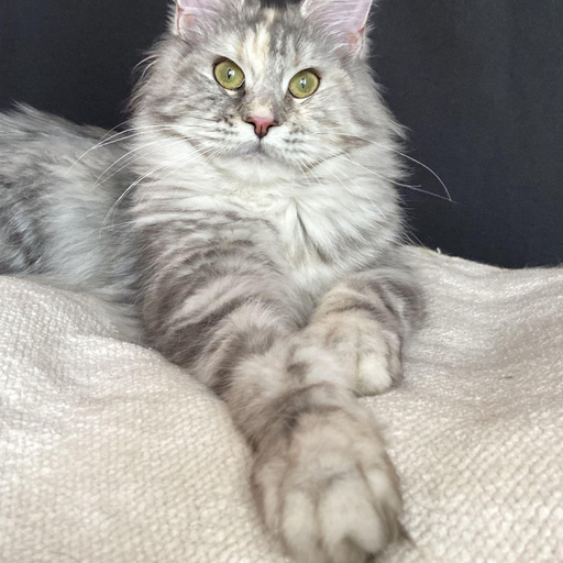 Изображение питомца