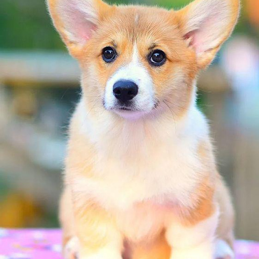 Изображение питомца