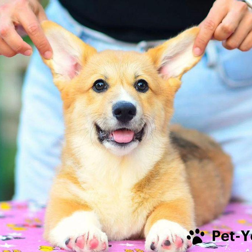 Изображение питомца