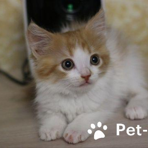 Изображение питомца