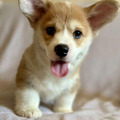 Изображение питомца