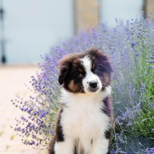 Изображение питомца