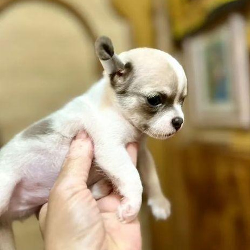 Изображение питомца