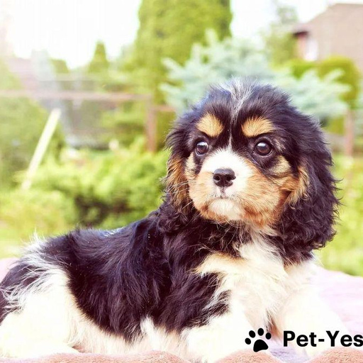 Изображение питомца