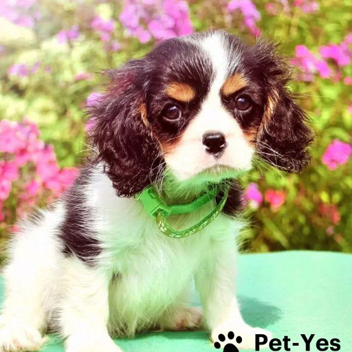 Изображение питомца