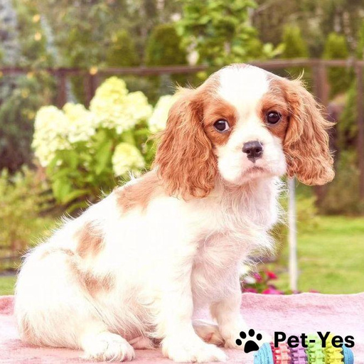 Изображение питомца