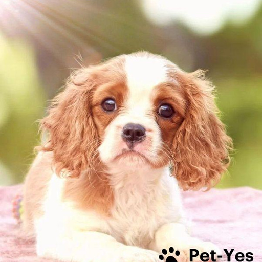 Изображение питомца