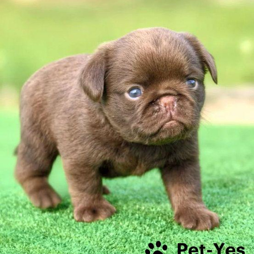 Изображение питомца