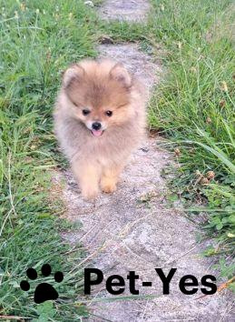 Изображение питомца