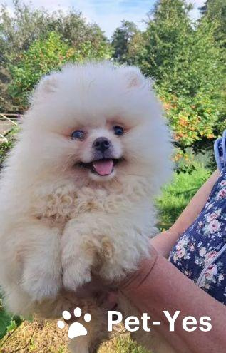 Изображение питомца