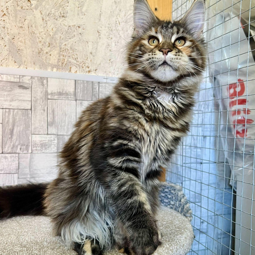 Изображение питомца