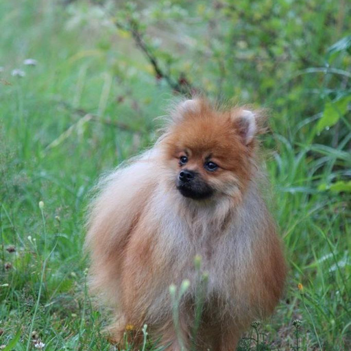 Изображение питомца