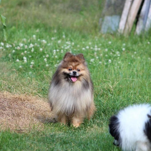 Изображение питомца