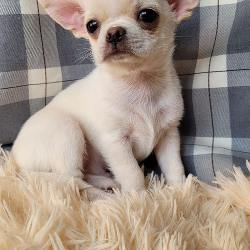 Изображение питомца