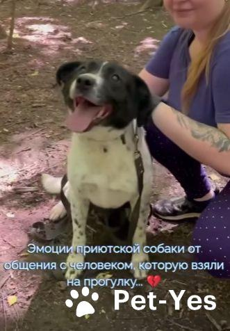 Изображение питомца