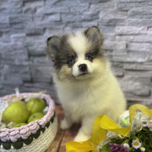 Изображение питомца