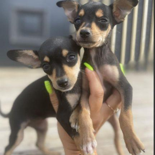 Изображение питомца