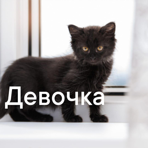 Изображение питомца