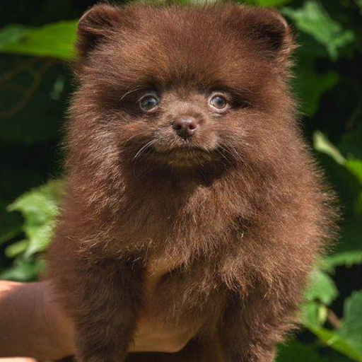 Изображение питомца