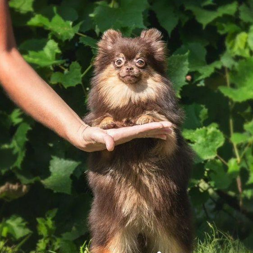 Изображение питомца