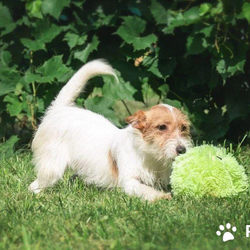 Изображение питомца