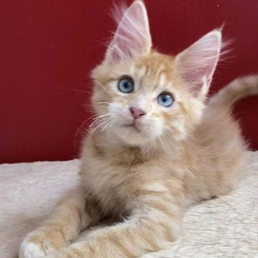 Изображение питомца