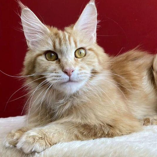 Изображение питомца