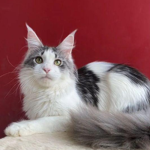 Изображение питомца