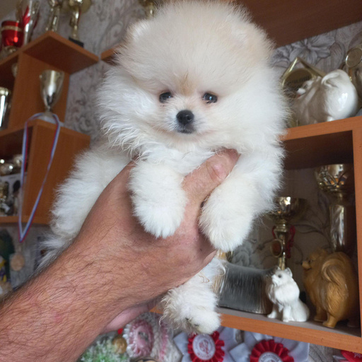 Изображение питомца