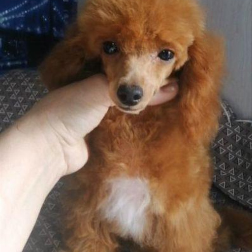 Изображение питомца
