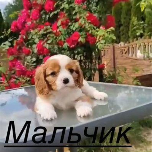 Изображение питомца