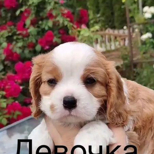 Изображение питомца