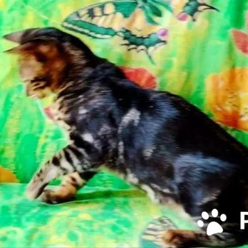 Изображение питомца