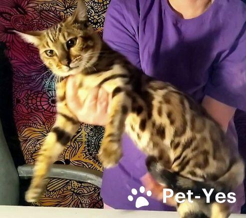 Изображение питомца