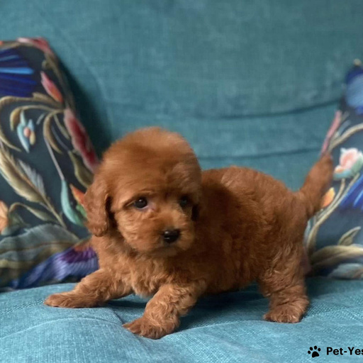 Изображение питомца