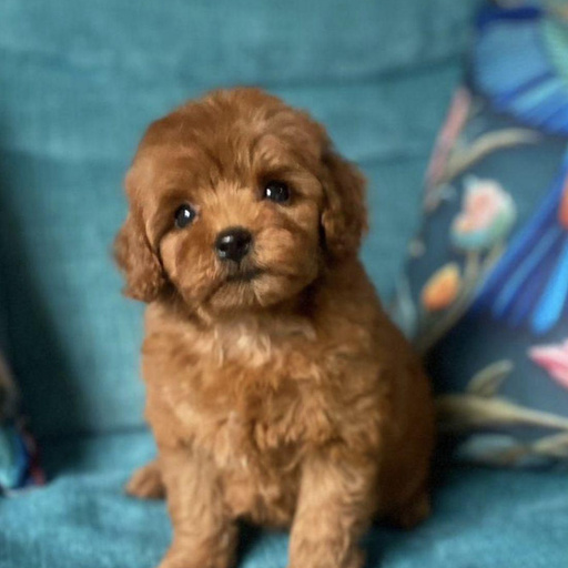 Изображение питомца