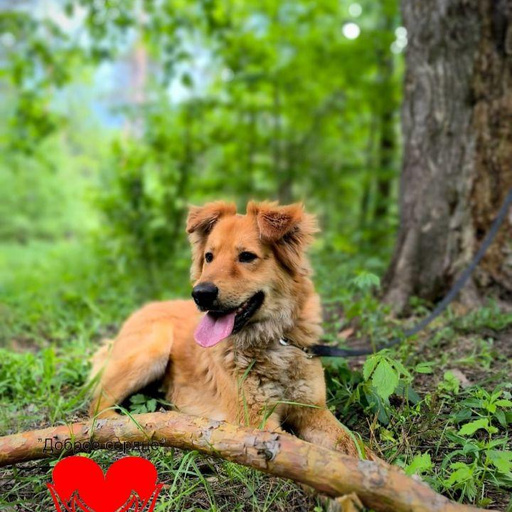 Изображение питомца