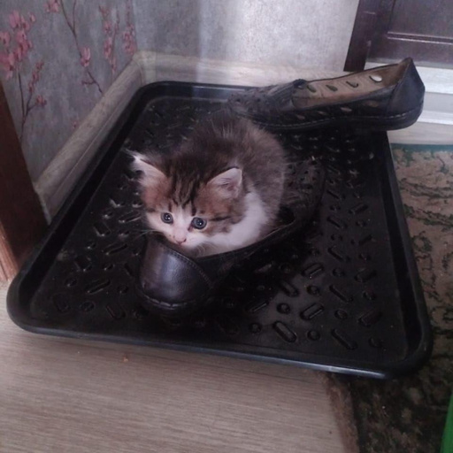 Изображение питомца