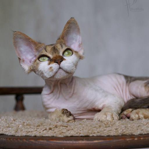 Изображение питомца