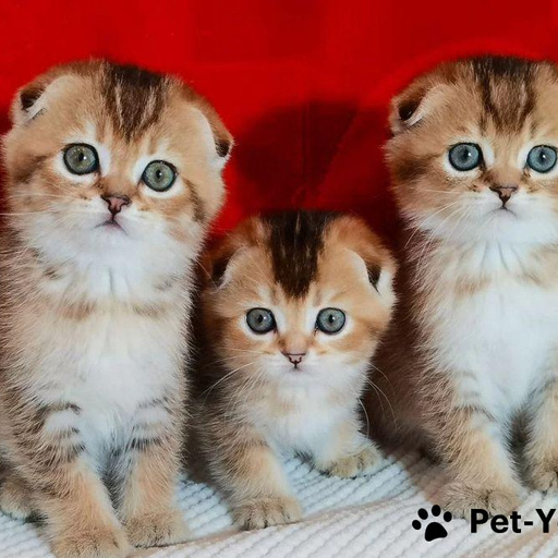 Изображение питомца
